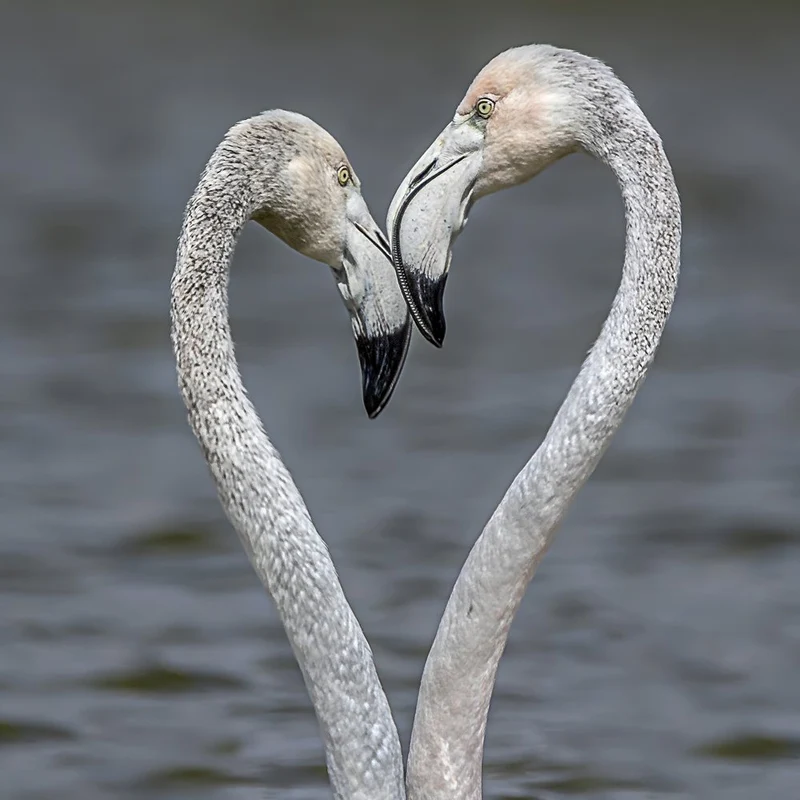 Flamingo Heart