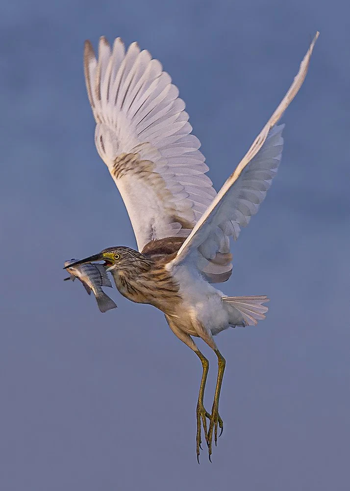 Flying Heron with Fish