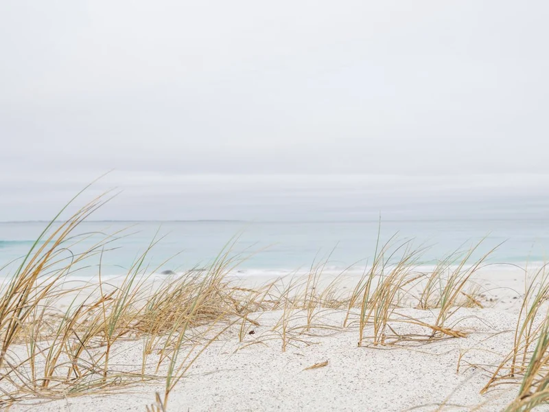 Serene Beach Grass