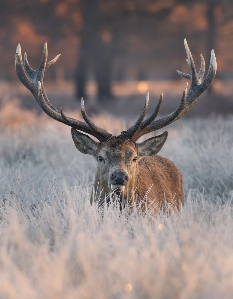 Majestic Winter Stag