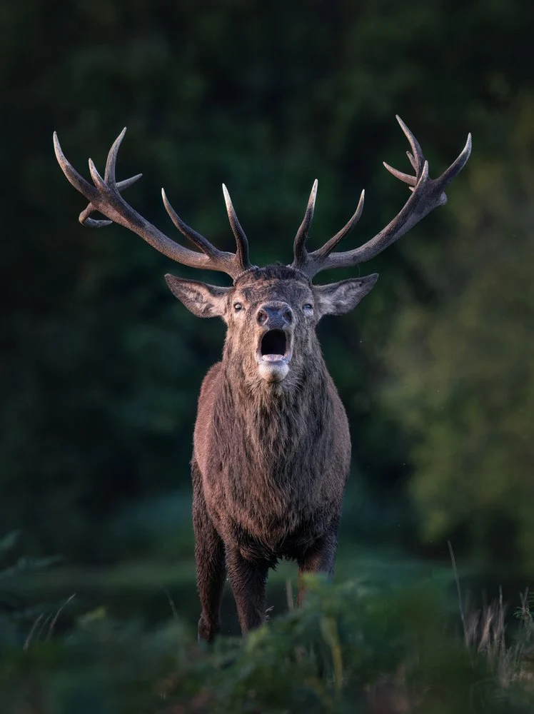 Roaring Red Deer Stag