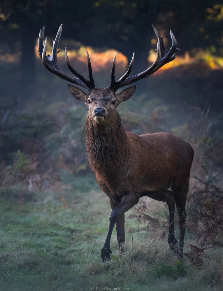 Majestic Forest Stag