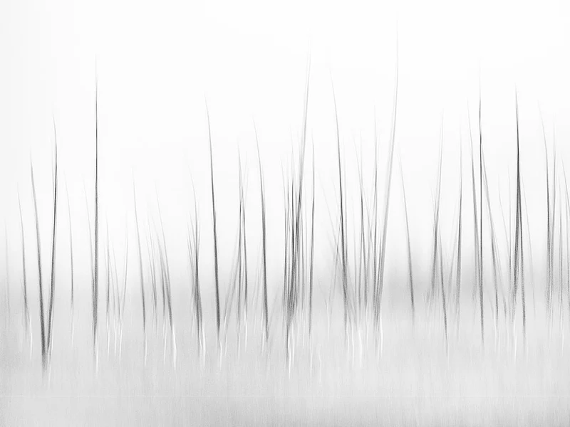 Serene Water Reeds