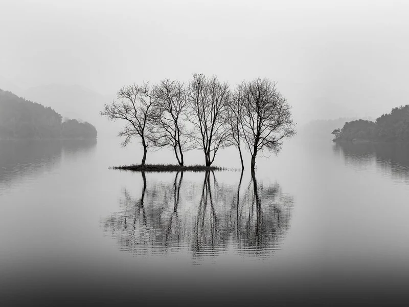 Bare Trees Lake Reflections
