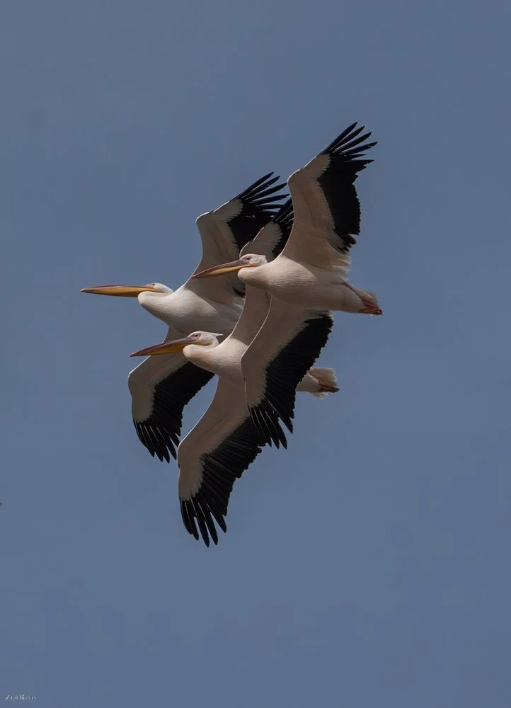 Majestic Pelican Flight