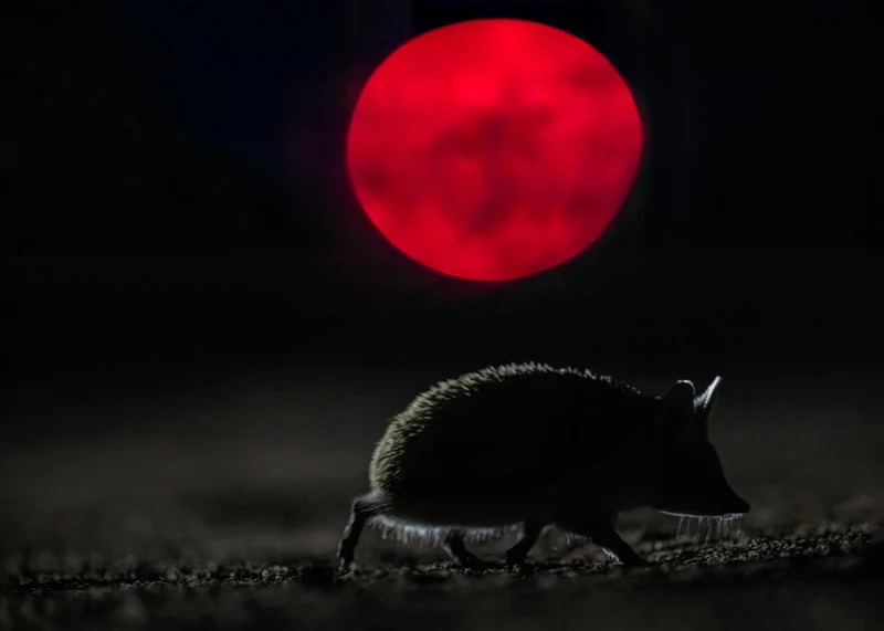 Blood Moon Hedgehog