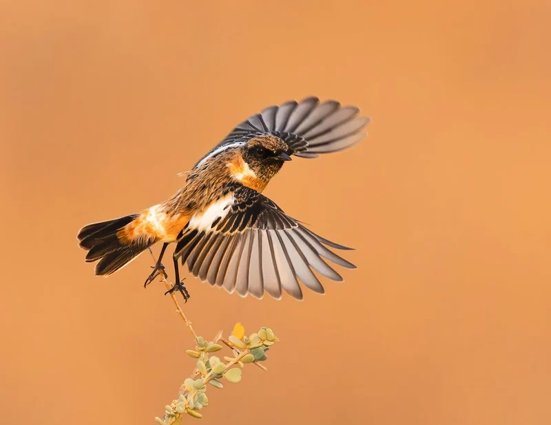 Orange Bird in Flight