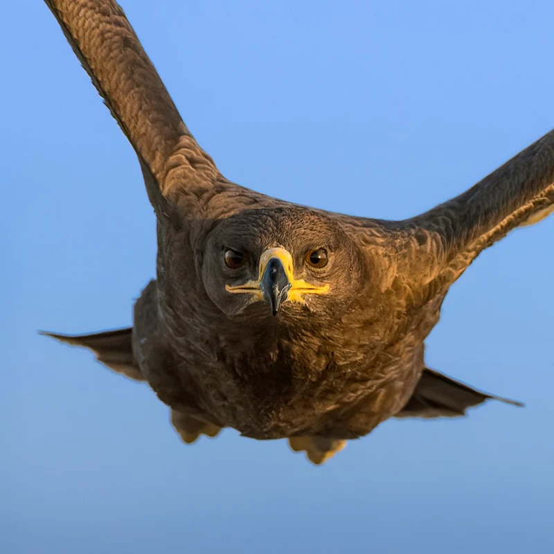 Intense Eagle Flight