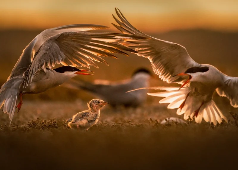 Sunset Tern Family