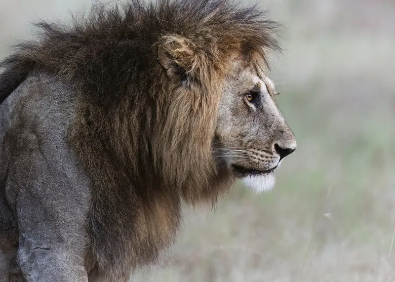 Majestic Lion Profile