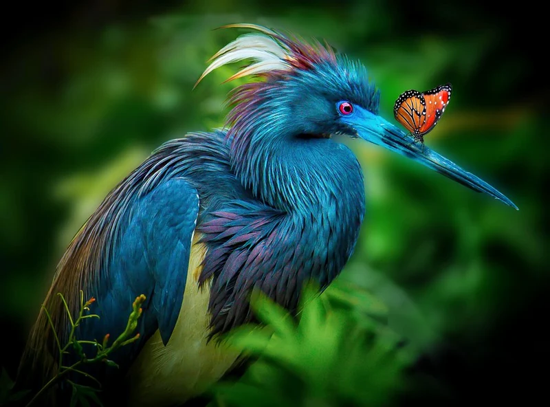 Blue Heron Butterfly Encounter