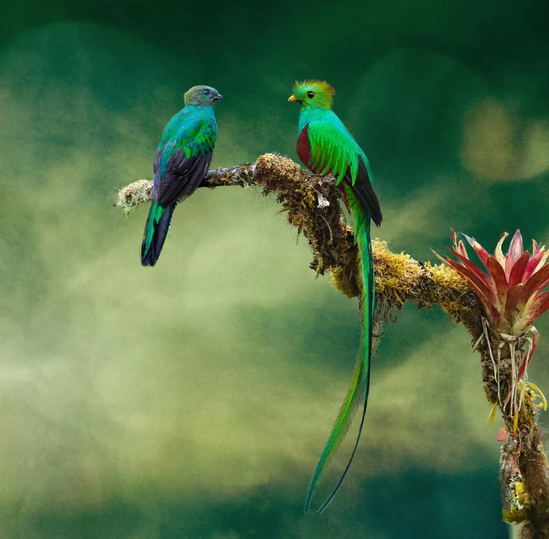 Vibrant Quetzal Pair