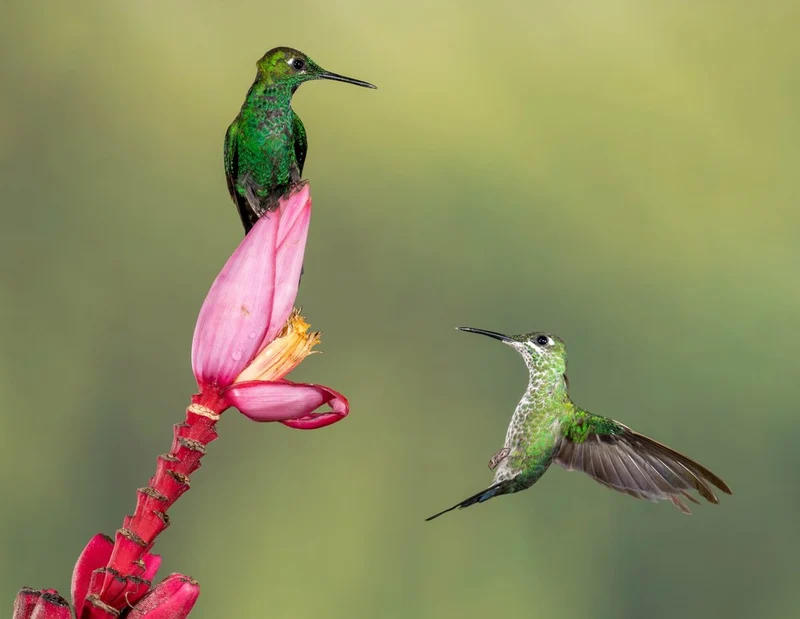 Tropical Hummingbirds Bloom