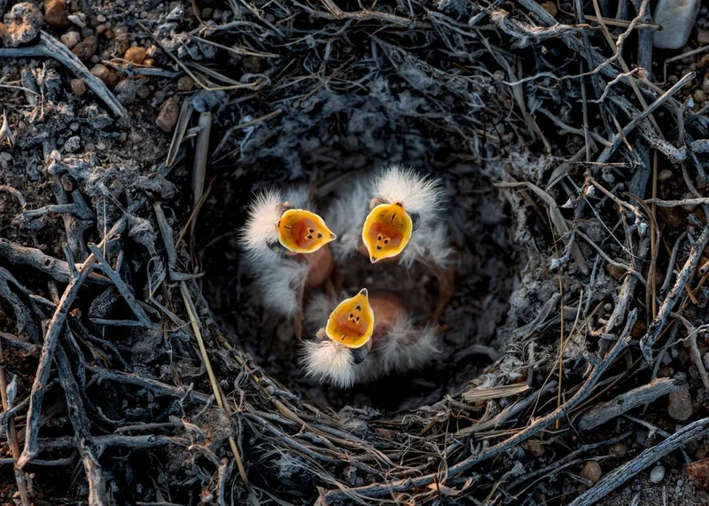 Hungry Baby Birds
