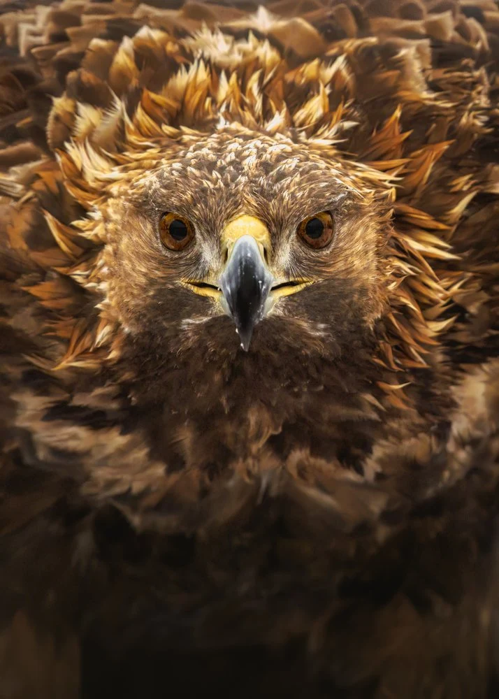 Majestic Eagle Portrait