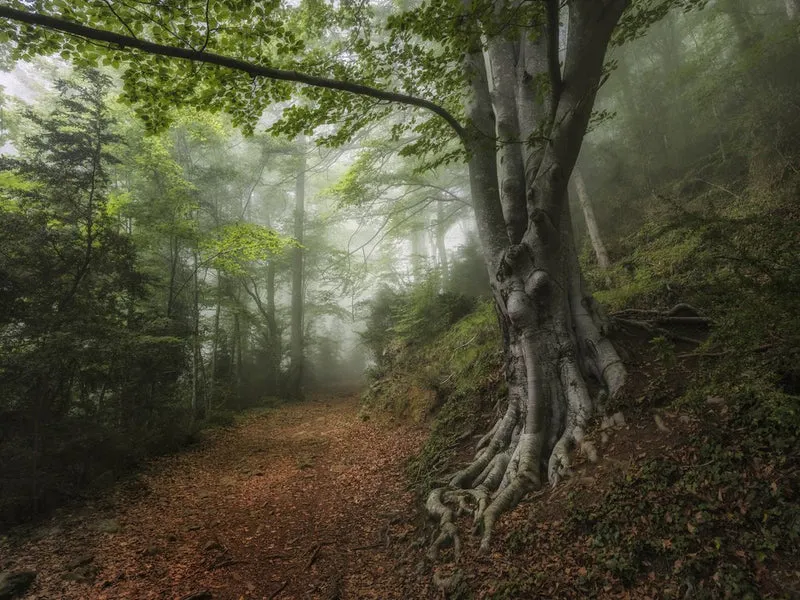 Misty Forest Path