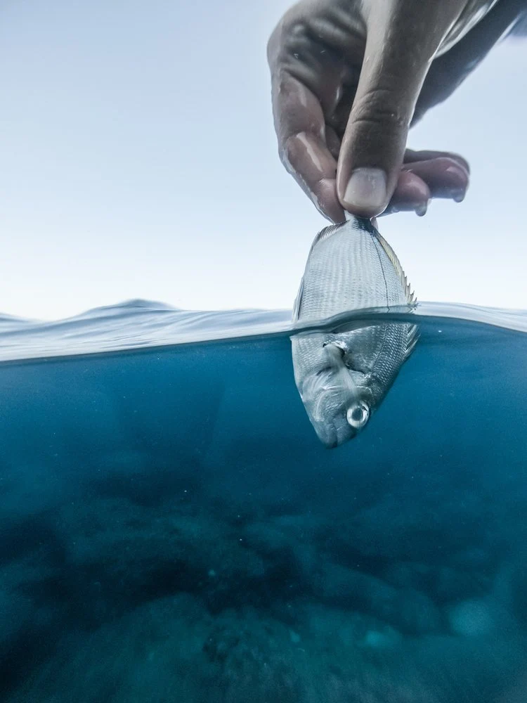 Hand Holding Ocean Fish