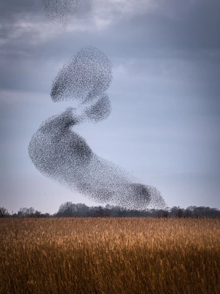 Swirling Starling Murmuration