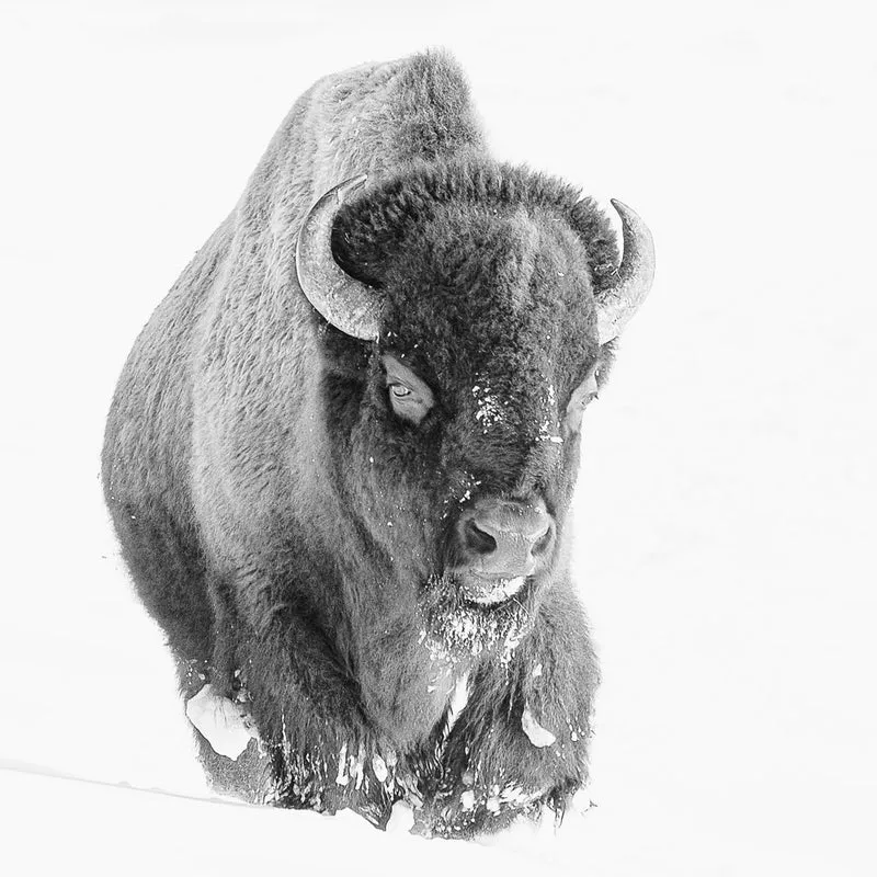 American Bison Winter