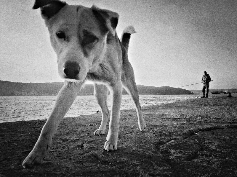 Curious Dog Fishing