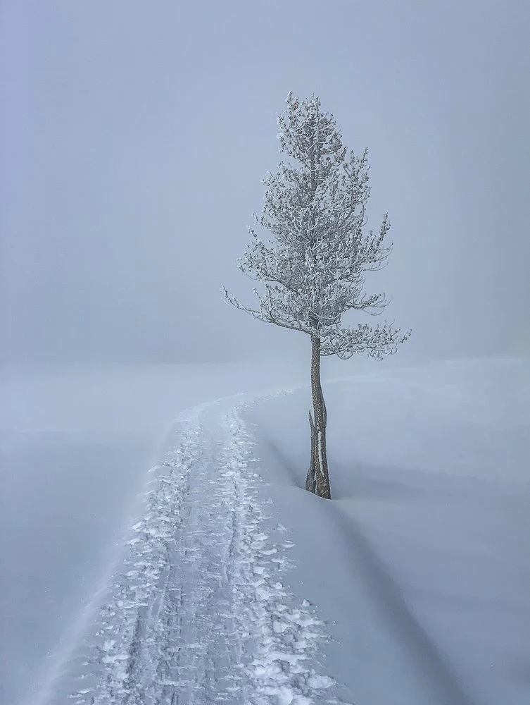 Snowy Path Lone Tree