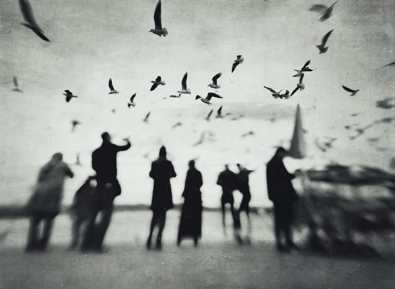 Silhouettes And Soaring Birds