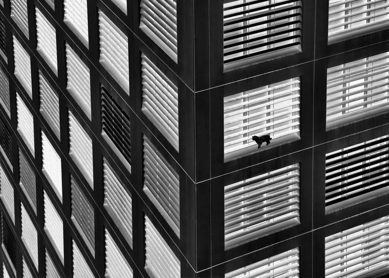 Black Cat Window Watch