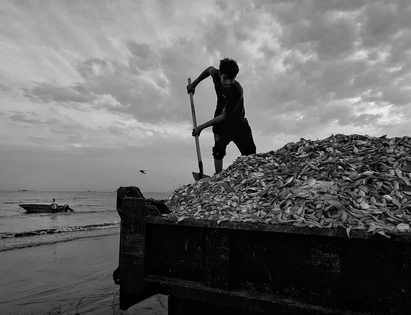 Morning Fish Harvest