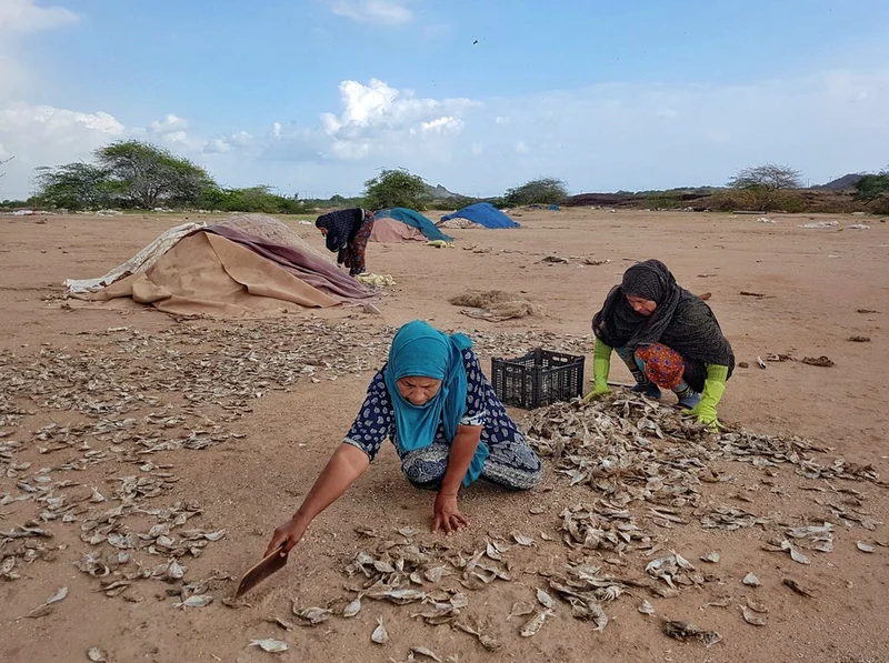 Women Drying Fish