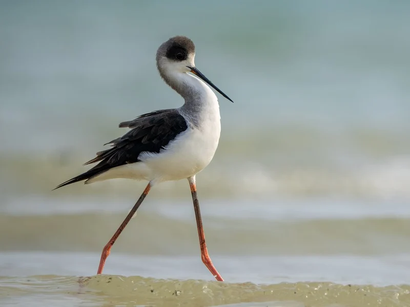 Graceful Wading Stilt