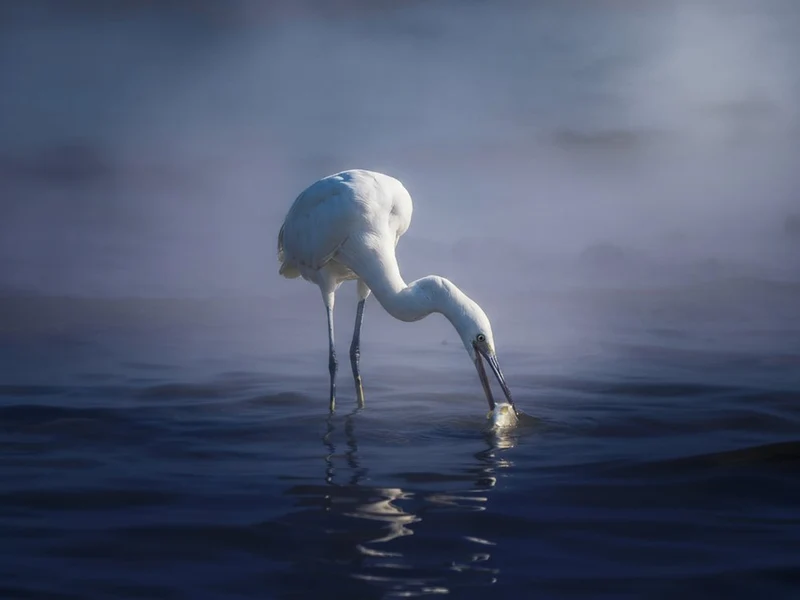 Elegant Egret Fishing