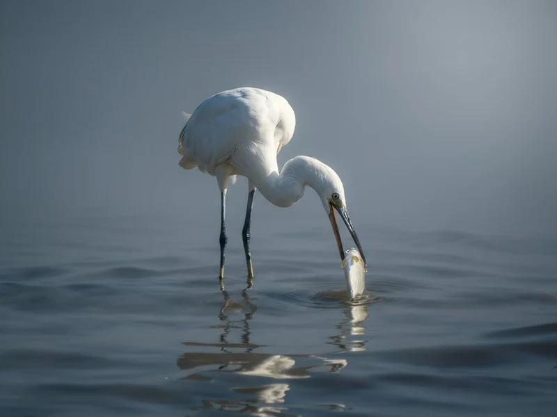 Egret Catches Fish