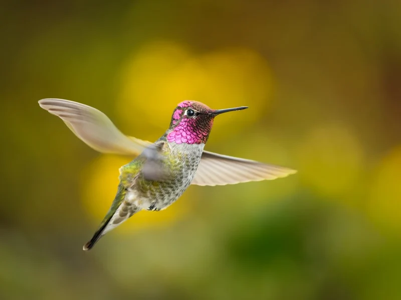 Vibrant Hummingbird Flight