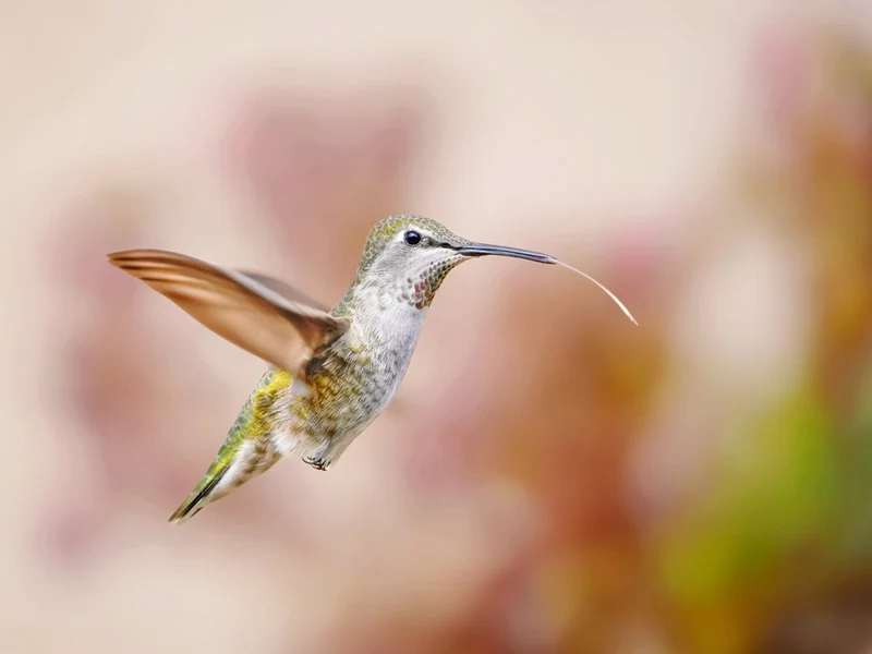 Hummingbird Tongue Out