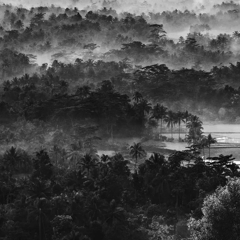 Misty Tropical Landscape