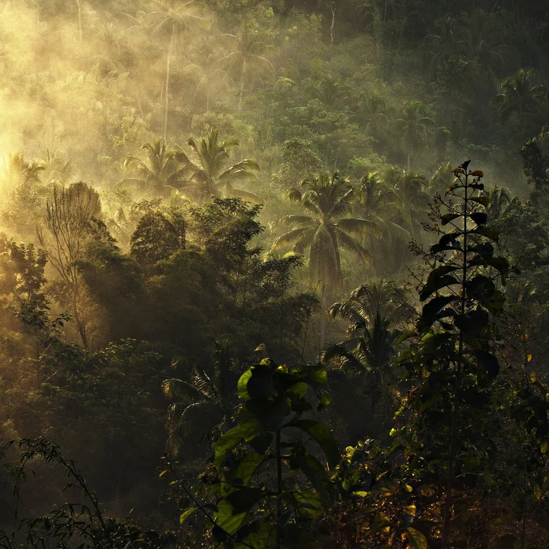 Misty Golden Jungle