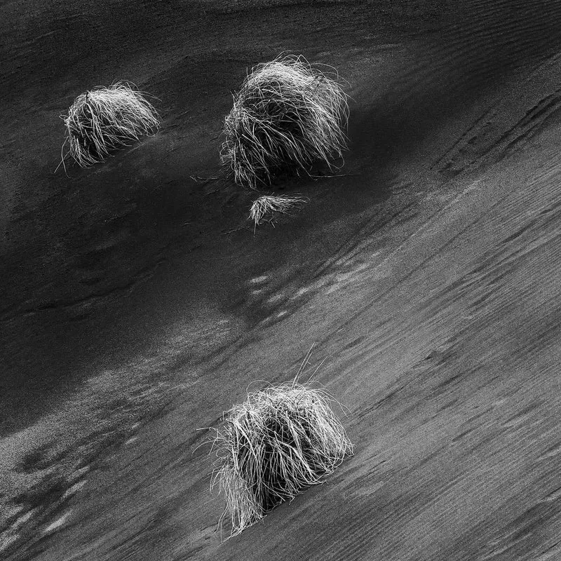 Sand Dune Grass