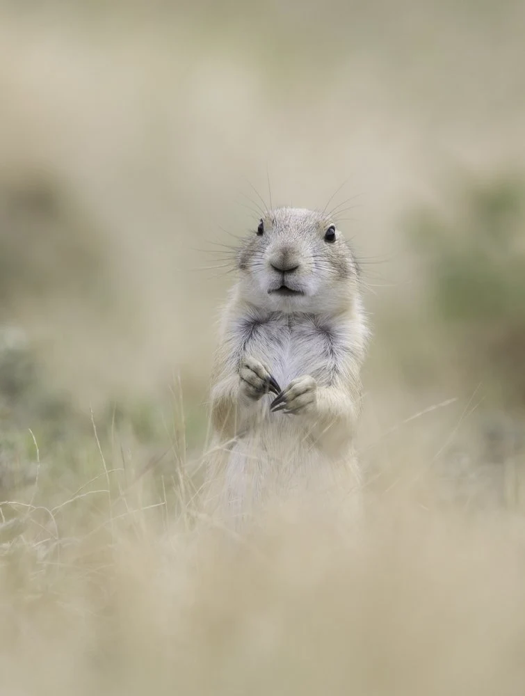Curious Prairie Dog