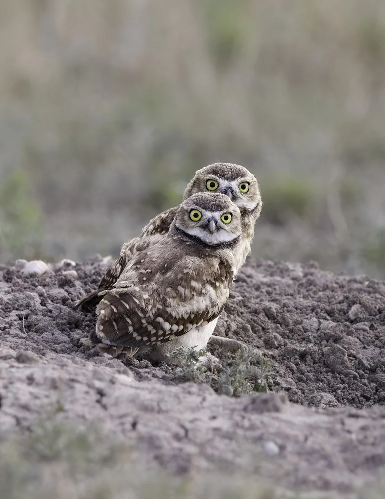 Curious Burrowing Owls
