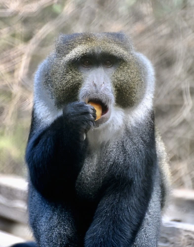Blue Monkey Eating