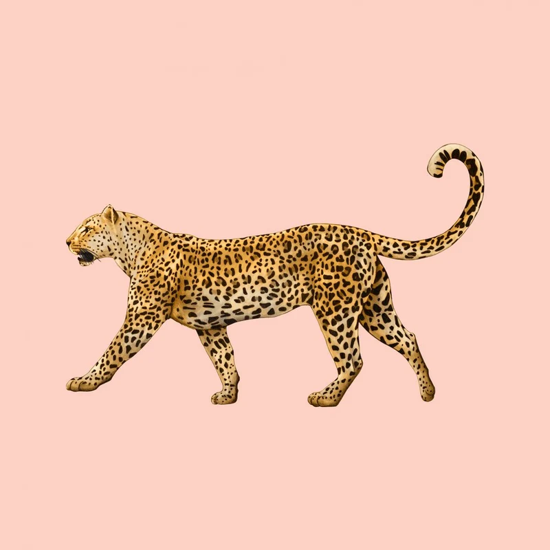 Elegant Walking Leopard