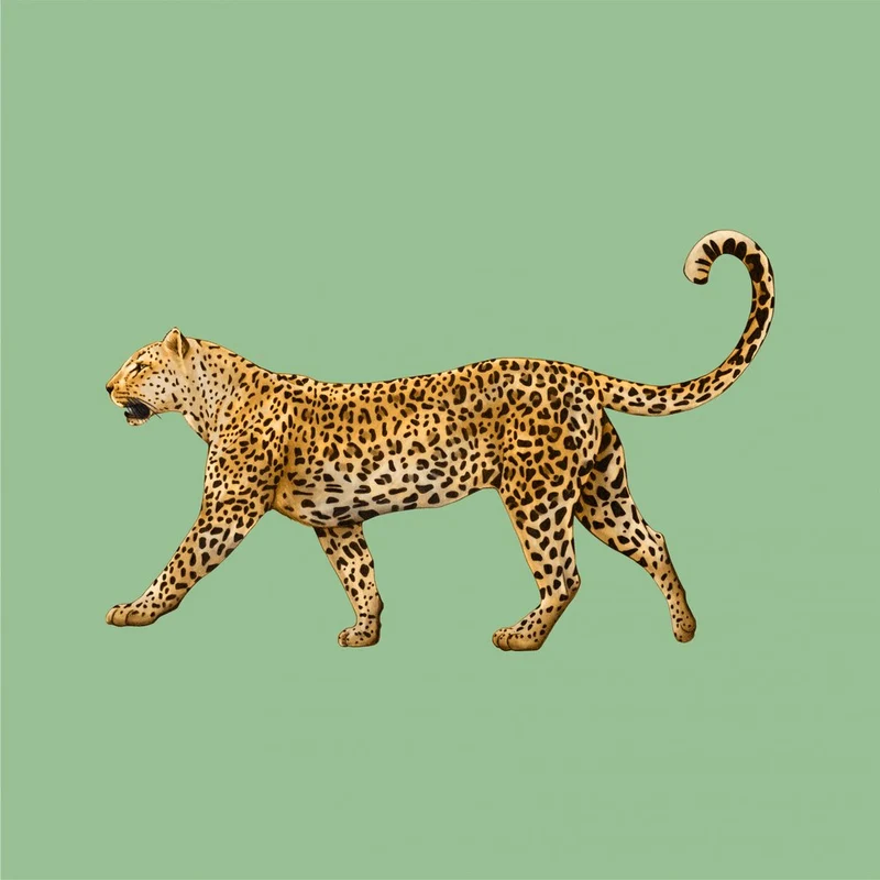 Spotted Leopard on Green