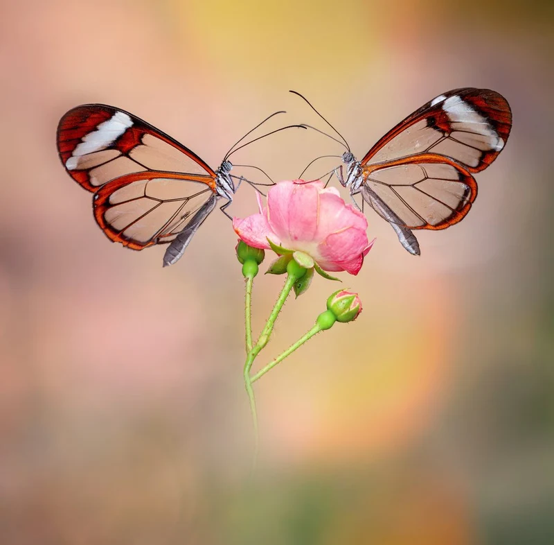 Delicate Rose Butterflies