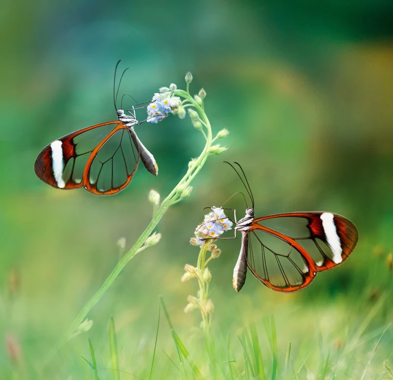 Two Glasswing Butterflies