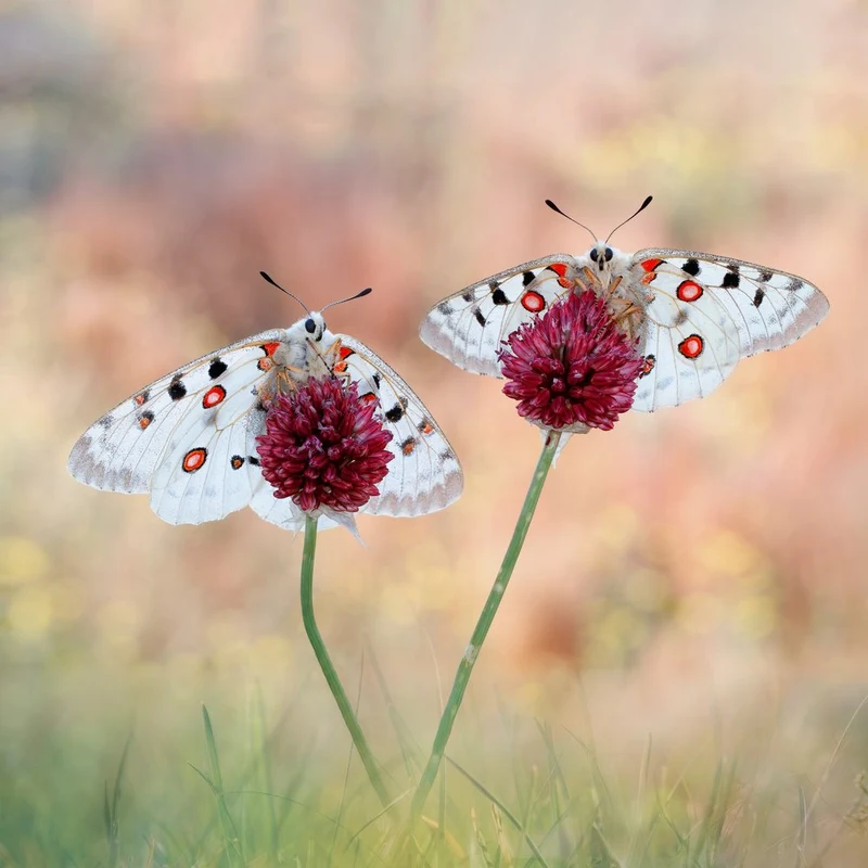 Butterflies on Red Blooms