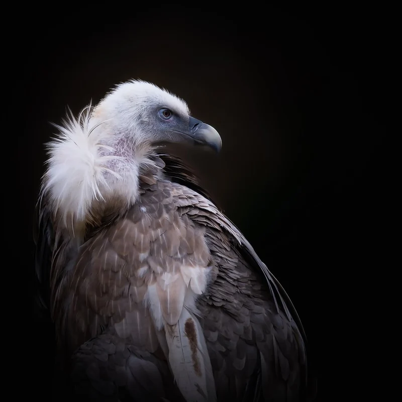 Majestic Vulture Gaze