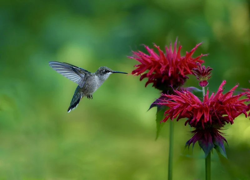 Hummingbird At Red Flower