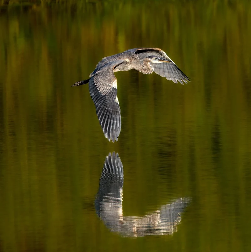 Heron Reflection Flight