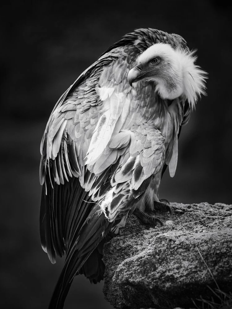 Dramatic Vulture Gaze
