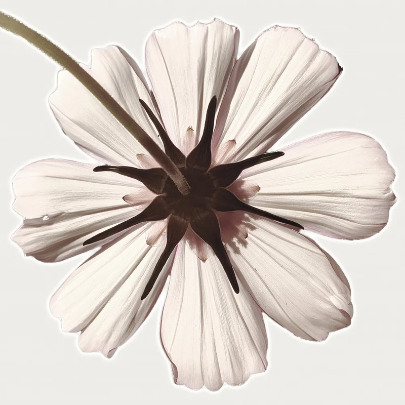 Backlit White Bloom